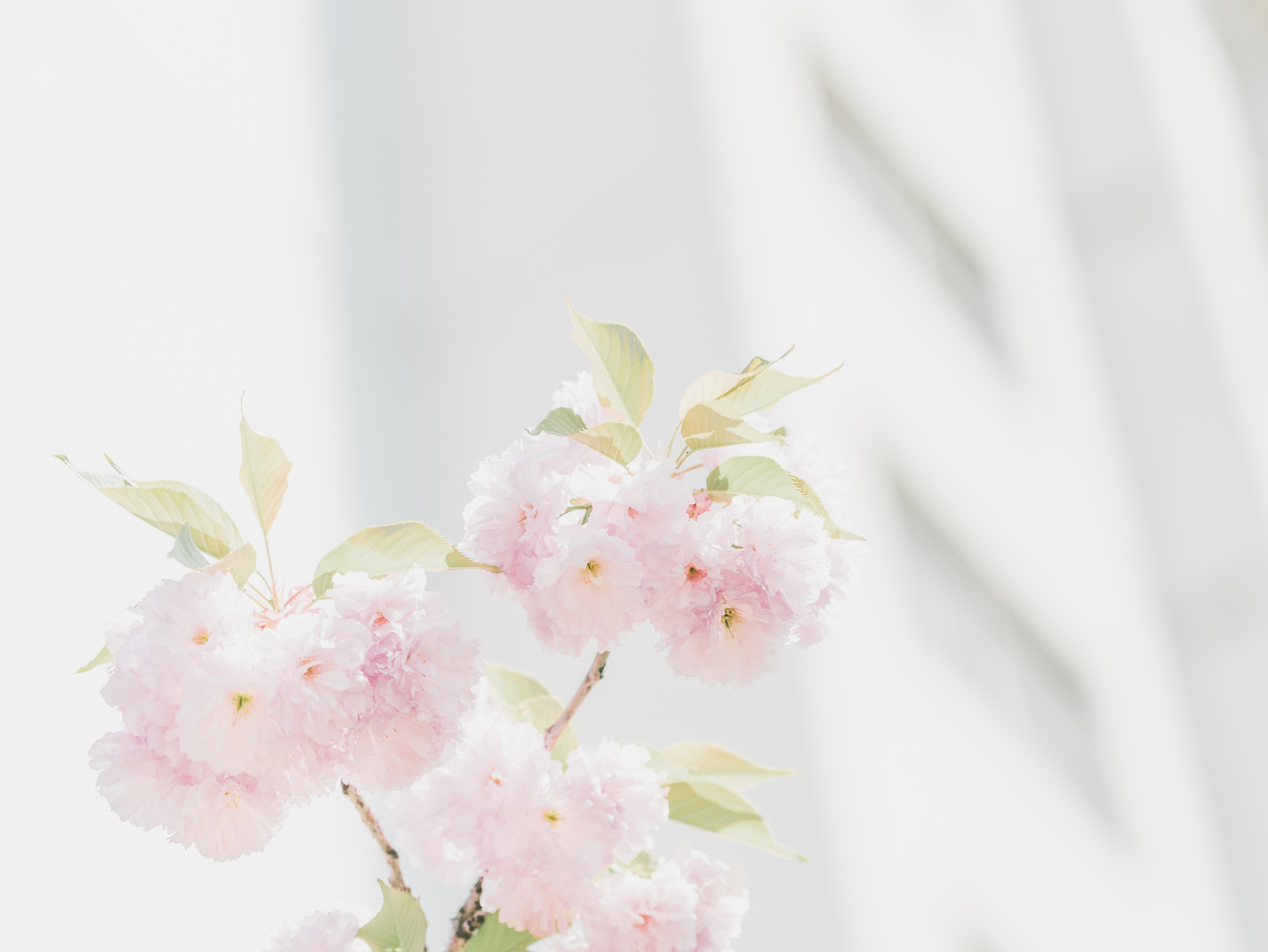 Pink Flowers